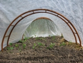Forkultiveret planter under fiberdug