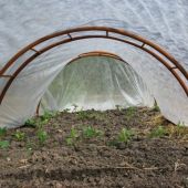 Forkultiveret planter under fiberdug