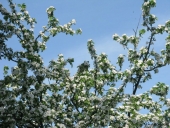 Naboens æbletræ i blomst