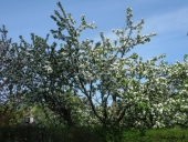 Naboens æbletræ i blomst