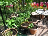 Blomster og planter til forspiring
