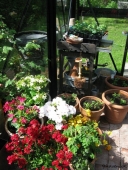 Blomster og planter til forspiring