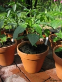 Masser forskellige Chilli