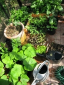 Blomster og planter til forspiring