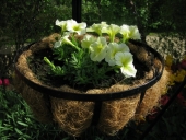 Petunia