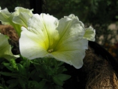 Petunia
