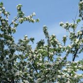 Naboens æbletræ i blomst