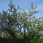 Naboens æbletræ i blomst