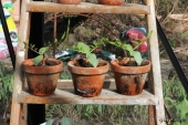Klokkeranker på plantetrappe