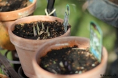 Hosta