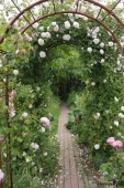 Rose; Dr. W. Van Fleet