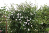 Rose; Dr. W. Van Fleet