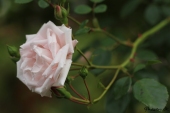 Rose; Dr. W. Van Fleet
