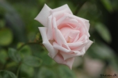 Rose; Dr. W. Van Fleet
