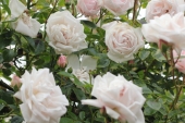 Rose; Dr. W. Van Fleet