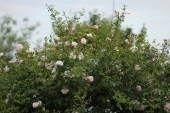 Rose; Dr. W. Van Fleet