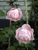 Brother Cadfael