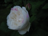 Rose; Winchester Cathedral