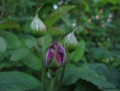 Rose; Winchester Cathedral