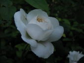 Rose; Winchester Cathedral