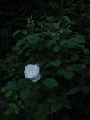 Rose; Winchester Cathedral