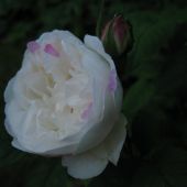 Rose; Winchester Cathedral