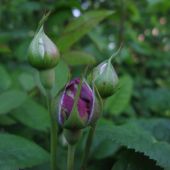 Rose; Winchester Cathedral