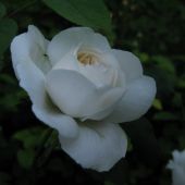 Rose; Winchester Cathedral