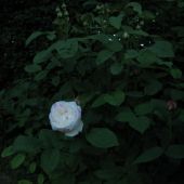 Rose; Winchester Cathedral