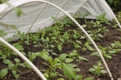 Frøsået Dahlia bed
