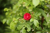 Rose; Flammentanz