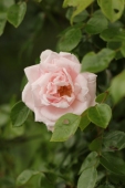 Rose; Dr. W. Van Fleet