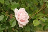 Rose; Dr. W. Van Fleet