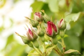 Rose; Flammentanz