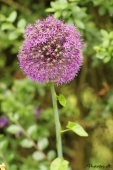Alium