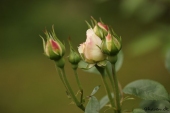 Rose; Winchester Cathedral