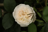 Rose; Winchester Cathedral