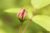 Rose; Flammentanz