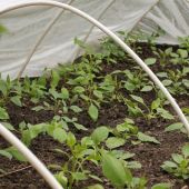 Frøsået Dahlia bed