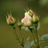 Rose; Winchester Cathedral