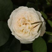 Rose; Winchester Cathedral