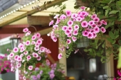 Petunia ampel