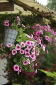 Petunia ampel