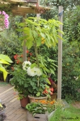 Engletrompet og Dahlia