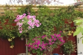 Petunia ampel