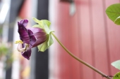 Klokkerankeblomst