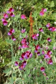 Lathyrus (Ærteblomst)