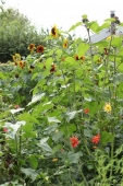 Solsikker og frøsået Dahlia