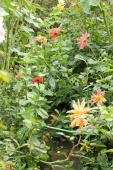 Frøsået Dahlia