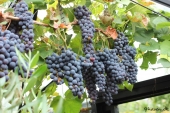 Vindruer
